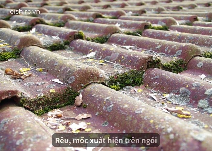 Rêu, mốc xuất hiện trên ngói